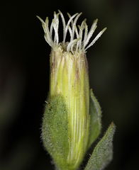 Brickellia greenei