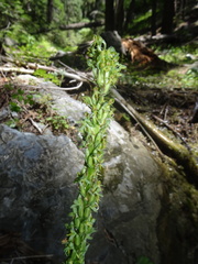 Platanthera limosa