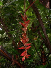 Heliconia danielsiana