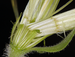 Brickellia greenei