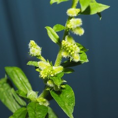 Rhopalomyia anthophila