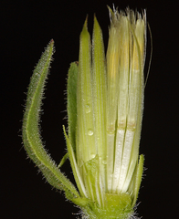 Brickellia greenei