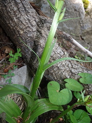 Platanthera limosa
