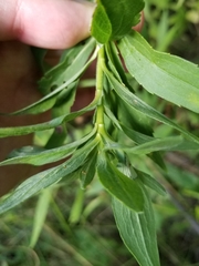 Asphondylia solidaginis