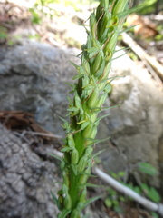Platanthera limosa