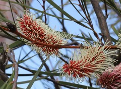 Hakea multilineata