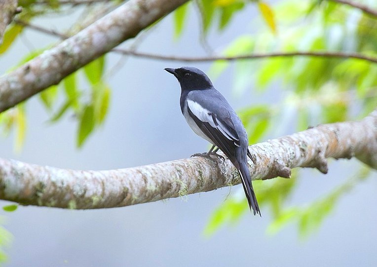 McGregor's Cuckooshrike photo