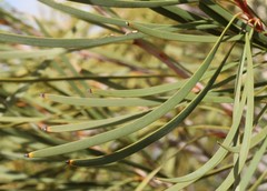Hakea multilineata