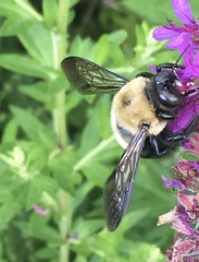 Xylocopa virginica