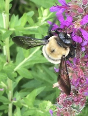 Xylocopa virginica