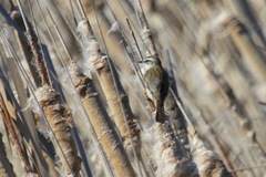 Acrocephalus melanopogon