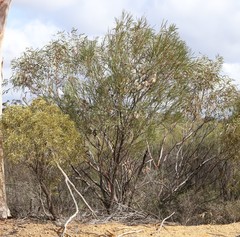 Hakea multilineata