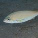 Pale Monocle Bream - Photo (c) Mark Rosenstein, some rights reserved (CC BY-NC), uploaded by Mark Rosenstein