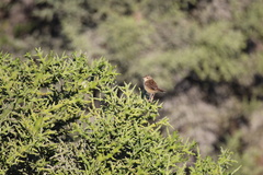 Cisticola cherina