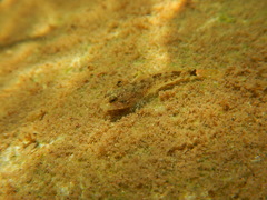 Cottus rhotheus