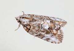 Etanna clopaea