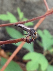 Neoitamus flavofemoratus