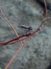 Neoitamus flavofemoratus