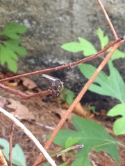 Neoitamus flavofemoratus