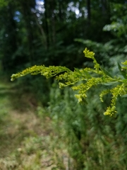 Rhopalomyia anthophila
