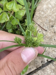 Cyperus nipponicus