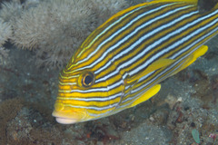 Plectorhinchus polytaenia