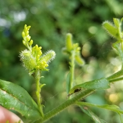 Rhopalomyia anthophila