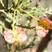 Dodonaea inaequifolia - Photo 由 overlander (Gerald Krygsman) 所上傳的 (c) overlander (Gerald Krygsman)，保留部份權利CC BY-NC