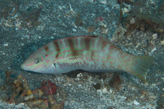 Coris batuensis