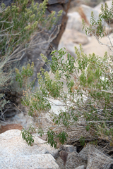 Brickellia longifolia multiflora