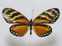Eresia ithomioides alsina