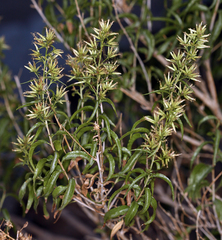 Brickellia longifolia multiflora