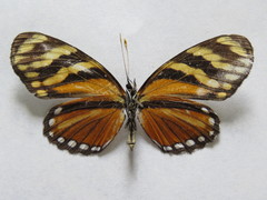Eresia ithomioides alsina