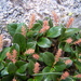 Salix nivalis - Photo (c) Bryant Olsen, μερικά δικαιώματα διατηρούνται (CC BY-NC), uploaded by Bryant Olsen