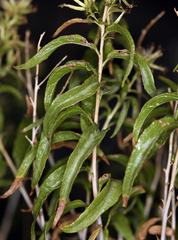 Brickellia longifolia multiflora