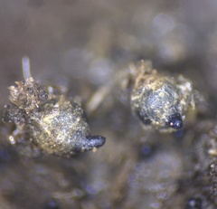 Podospora pyriformis