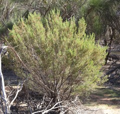 Dodonaea inaequifolia