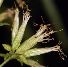 Brickellia longifolia multiflora