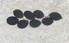 Podospora pyriformis