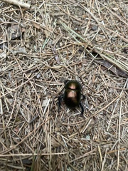 Geotrupes splendidus