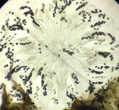 Podospora pyriformis