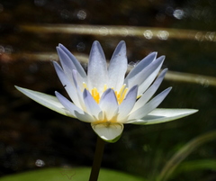 Nymphaea elegans