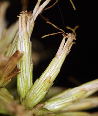 Brickellia longifolia multiflora