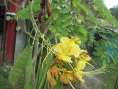 Caesalpinia pulcherrima flava