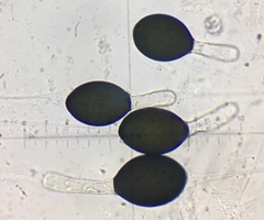 Podospora pyriformis