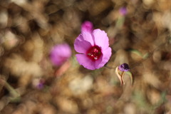 Clarkia rubicunda