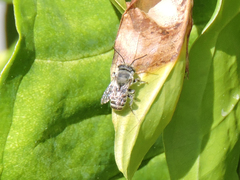 Megachile