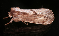 Hylaeora capucina