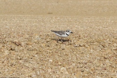 Charadrius wilsonia