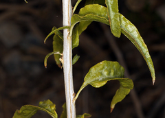 Brickellia longifolia multiflora